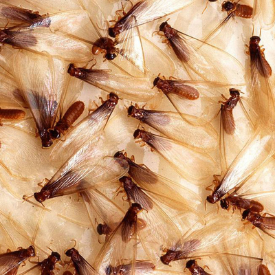 Casta real termitas